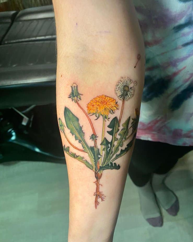 Life stages of a dandelion