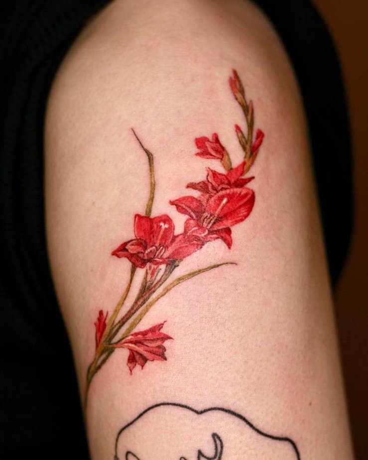 Red gladiolus upper arm