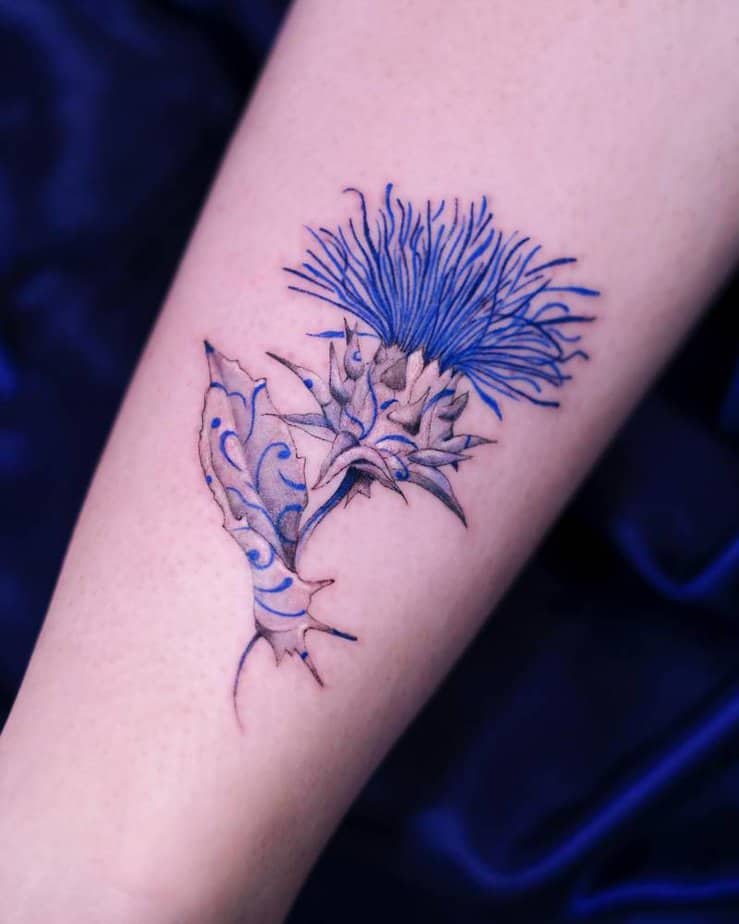 Blue thistle