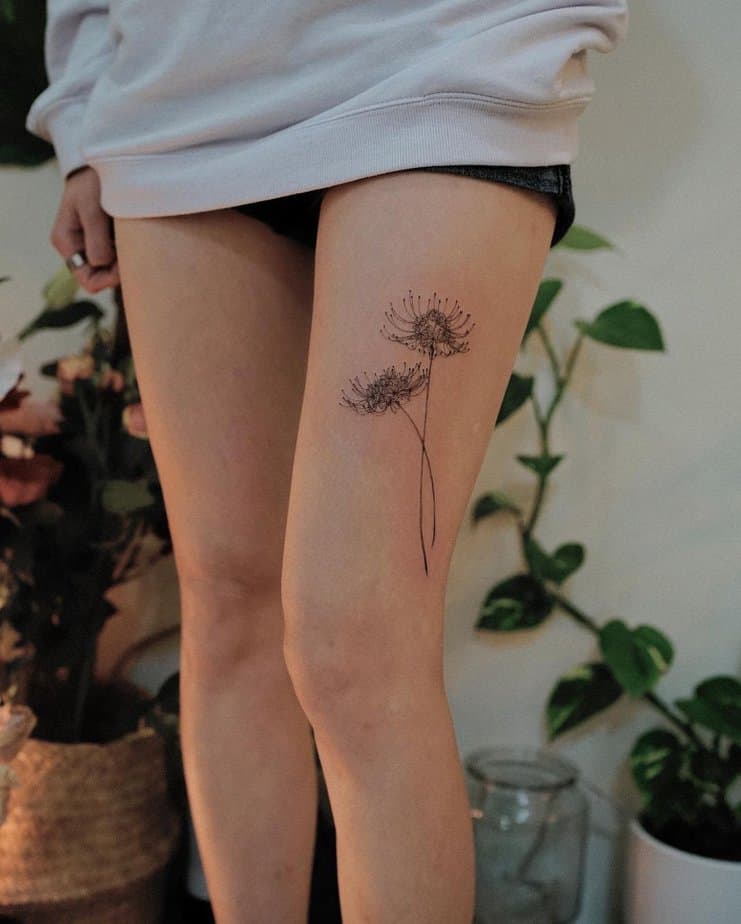 Fine-line spider lilies