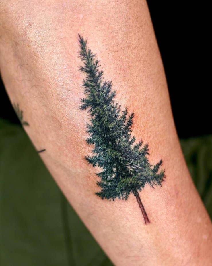 Micro-realistic pine tree tattoo