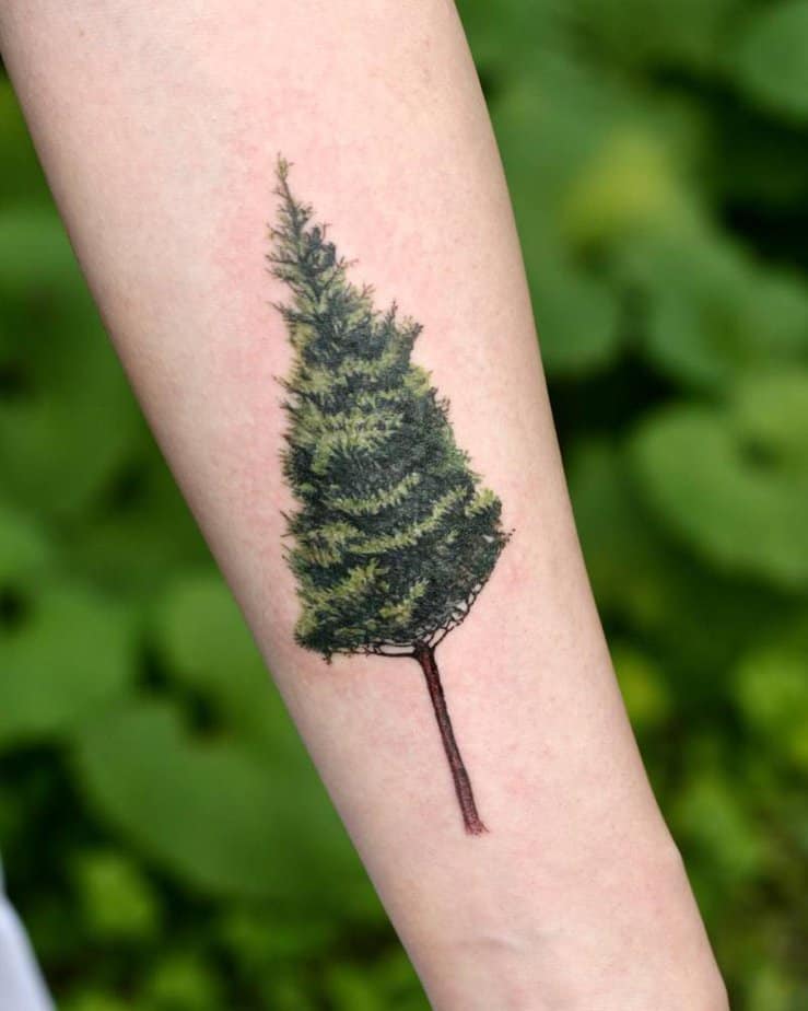 Pine tree for strength and resilience